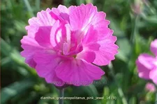 Dianthus gratianopolitanus 'Pink Jewel'