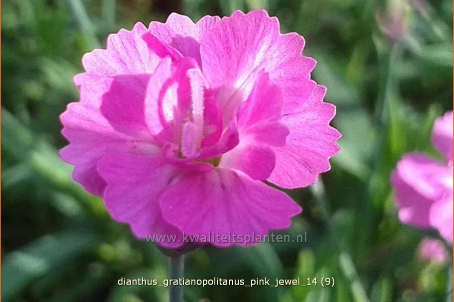Dianthus gratianopolitanus 'Pink Jewel'
