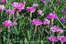Dianthus gratianopolitanus 'Pink Jewel'