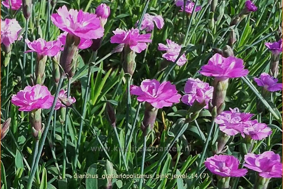 Dianthus gratianopolitanus 'Pink Jewel'