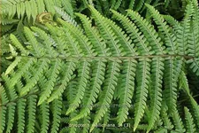 Dryopteris wallichiana
