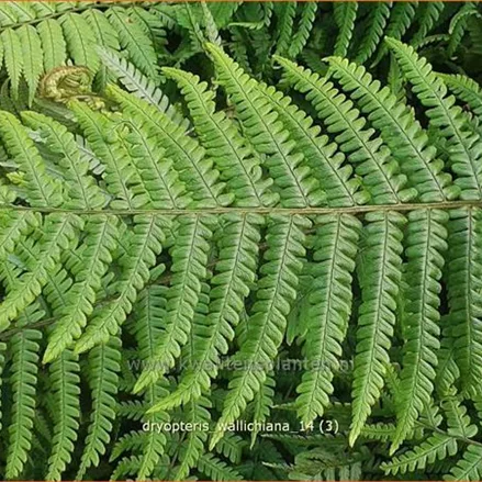 Dryopteris wallichiana