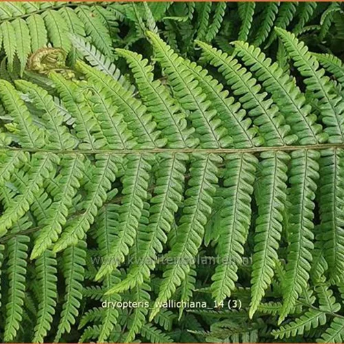 Dryopteris wallichiana