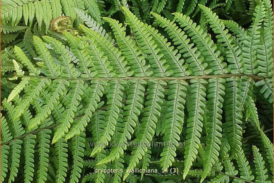 Dryopteris wallichiana