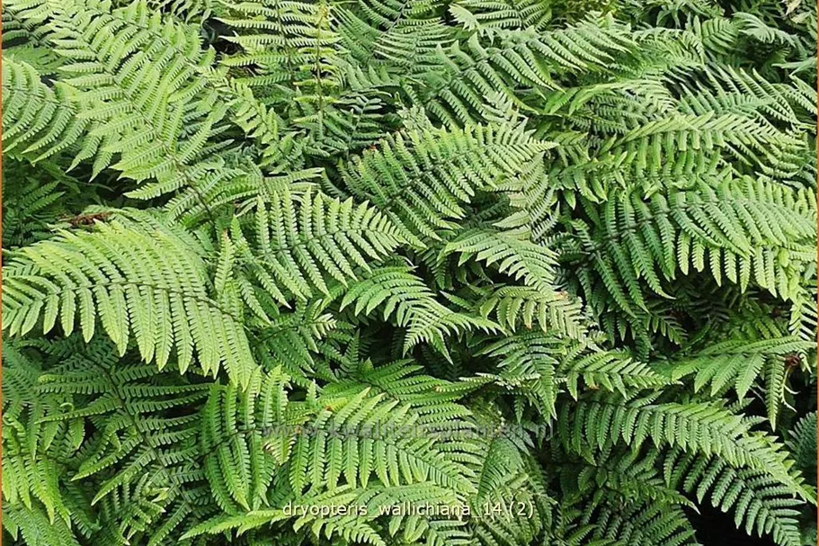 Dryopteris wallichiana