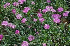Dianthus gratianopolitanus 'Pink Jewel'