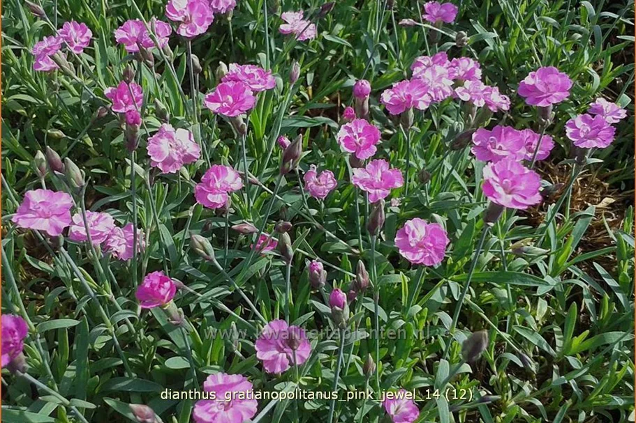 Dianthus gratianopolitanus 'Pink Jewel'