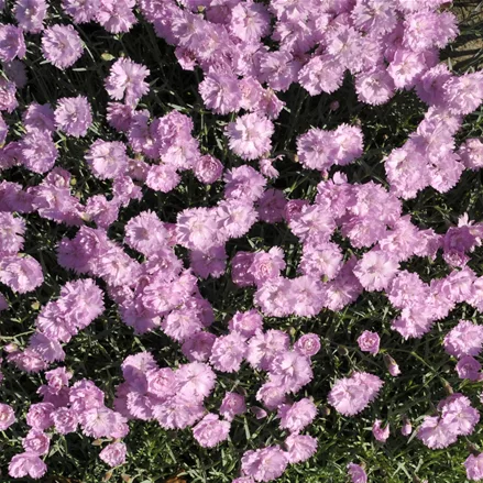 Dianthus gratianopolitanus 'Pink Jewel'
