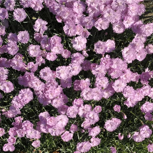 Dianthus gratianopolitanus 'Pink Jewel'