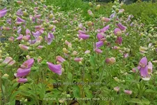 Digitalis purpurea 'Dalmatian Rose'