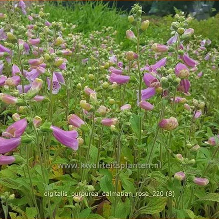 Digitalis purpurea 'Dalmatian Rose'