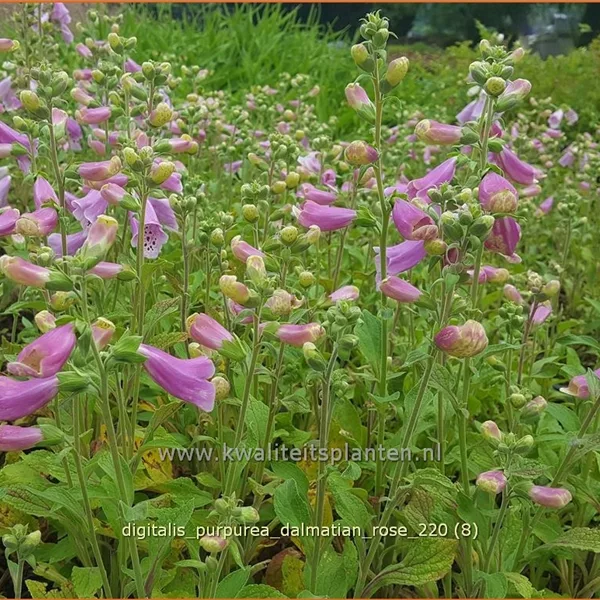 Digitalis purpurea 'Dalmatian Rose'