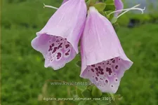 Digitalis purpurea 'Dalmatian Rose'