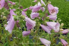 Digitalis purpurea 'Dalmatian Rose'