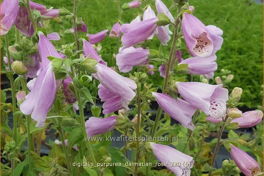 Digitalis purpurea 'Dalmatian Rose'