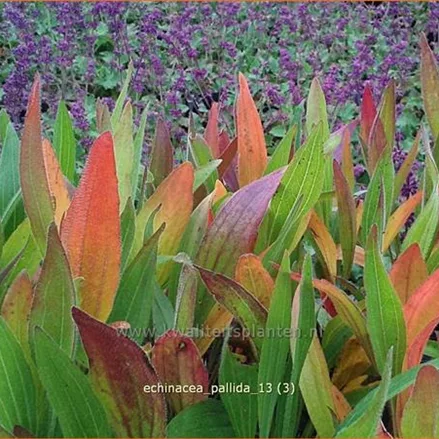 Echinacea pallida