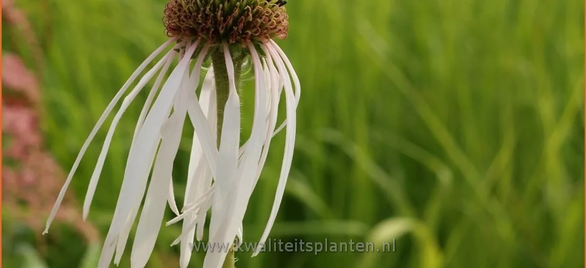 Echinacea pallida 'Hula Dancer'