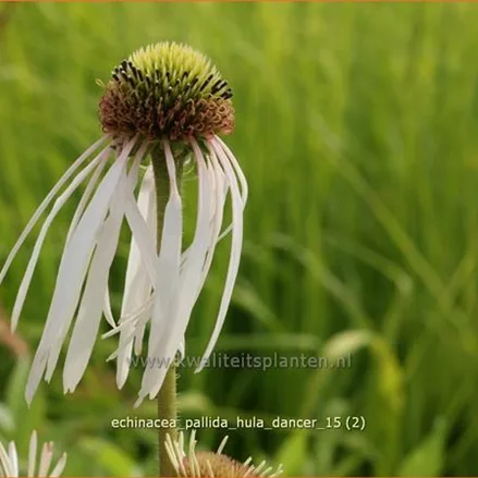 Echinacea pallida 'Hula Dancer'