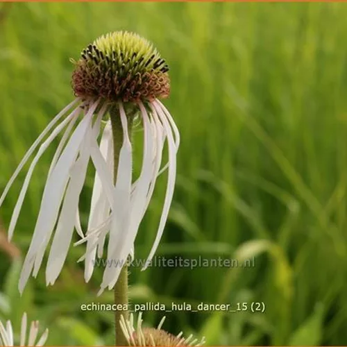 Echinacea pallida 'Hula Dancer'
