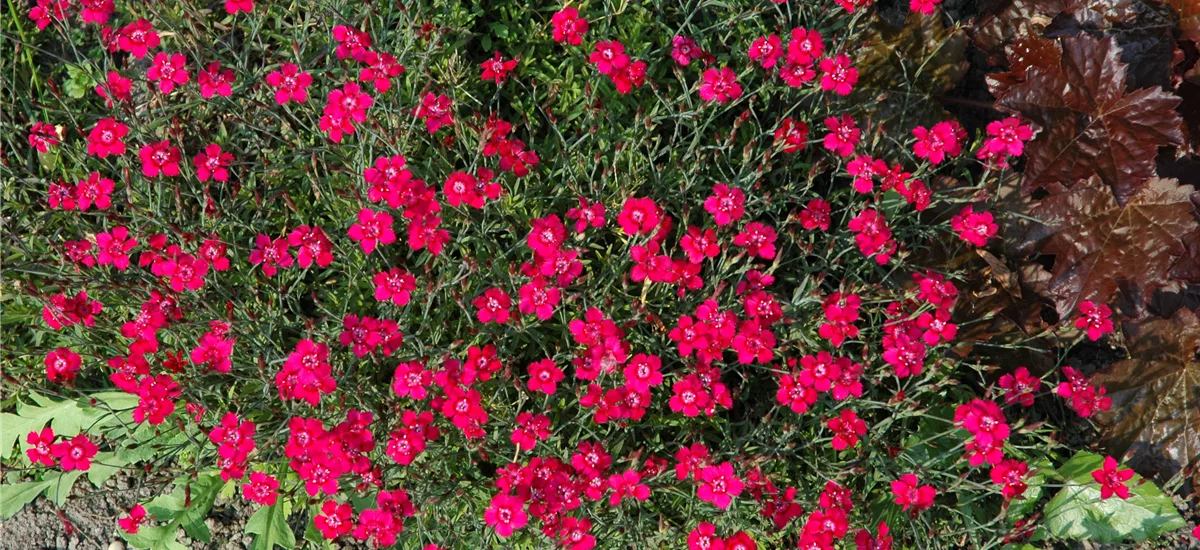 Dianthus gratianopolitanus 'Rubin'