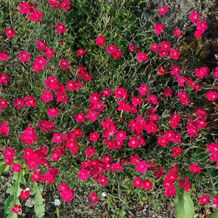 Dianthus gratianopolitanus 'Rotkäppchen'