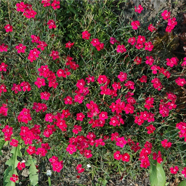 Dianthus gratianopolitanus 'Rotkäppchen'