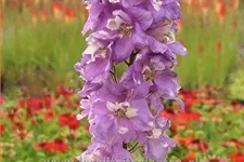 Delphinium 'Magic Fountains Deep Rose White Bee'