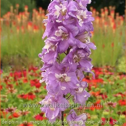 Delphinium 'Magic Fountains Deep Rose White Bee'