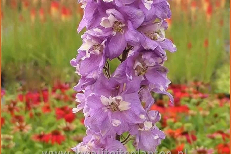 Delphinium 'Magic Fountains Deep Rose White Bee'