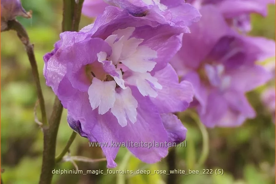 Delphinium 'Magic Fountains Deep Rose White Bee'