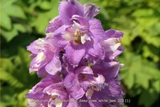 Delphinium 'Magic Fountains Deep Rose White Bee'