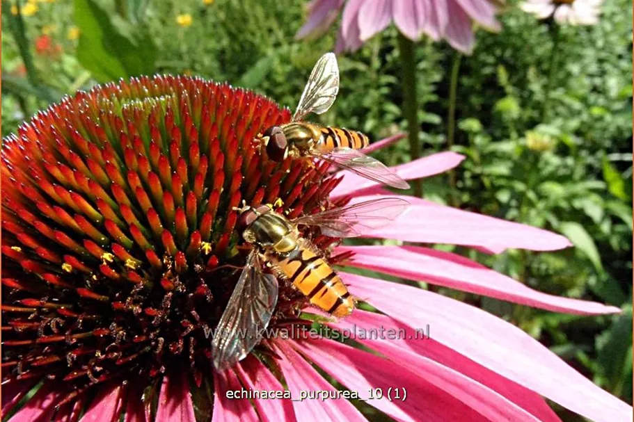 Echinacea purpurea
