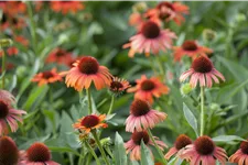 Echinacea purpurea