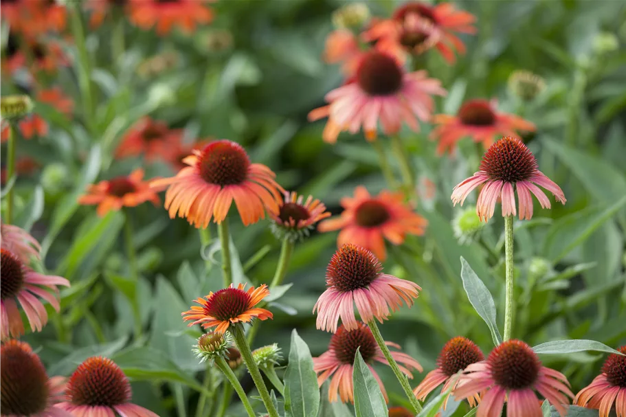 Echinacea purpurea