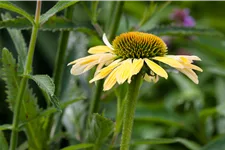 Echinacea purpurea