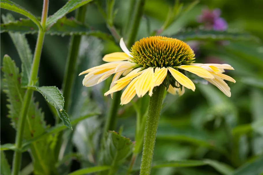 Echinacea purpurea