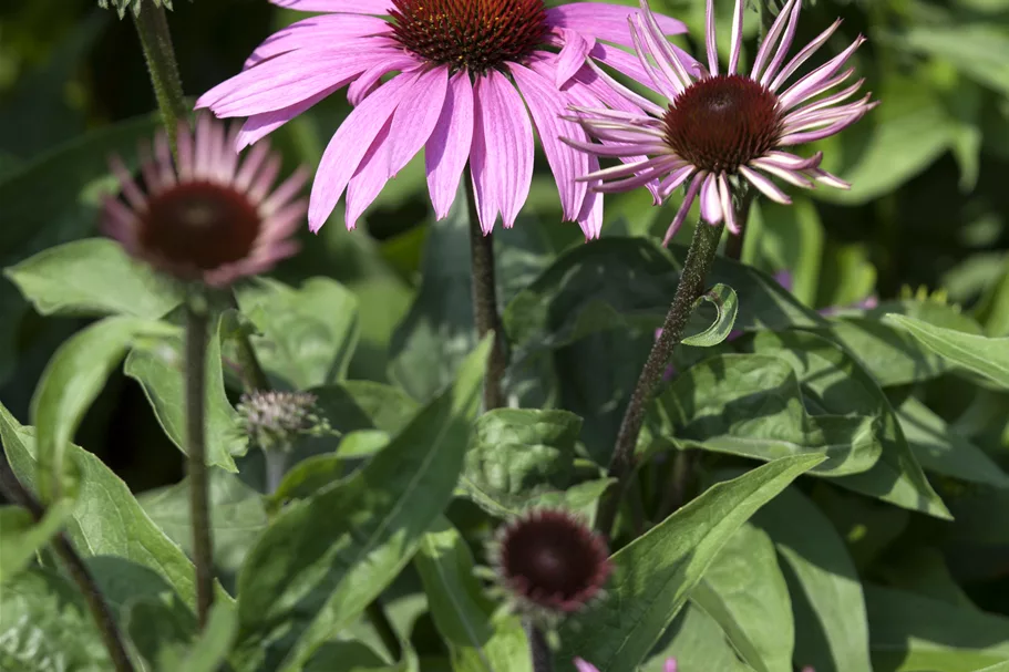 Echinacea purpurea