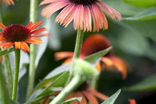 Echinacea purpurea
