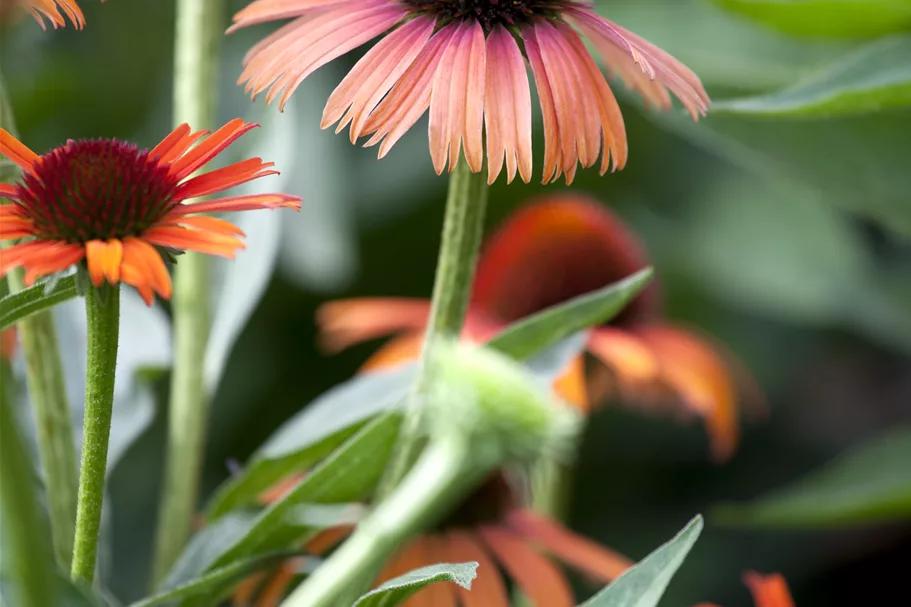 Echinacea purpurea