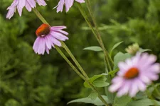 Echinacea purpurea