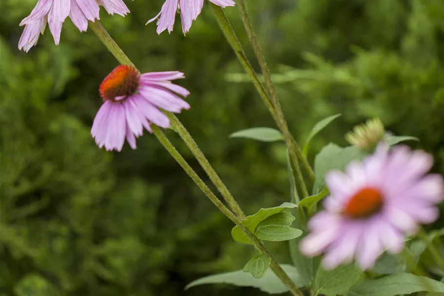 Echinacea purpurea