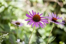 Echinacea purpurea