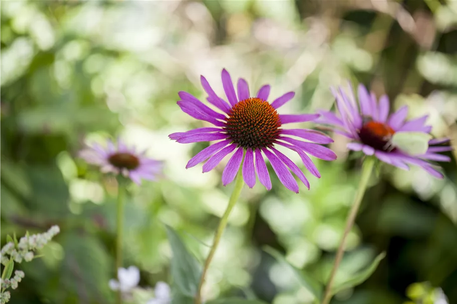 Echinacea purpurea