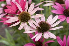 Echinacea purpurea