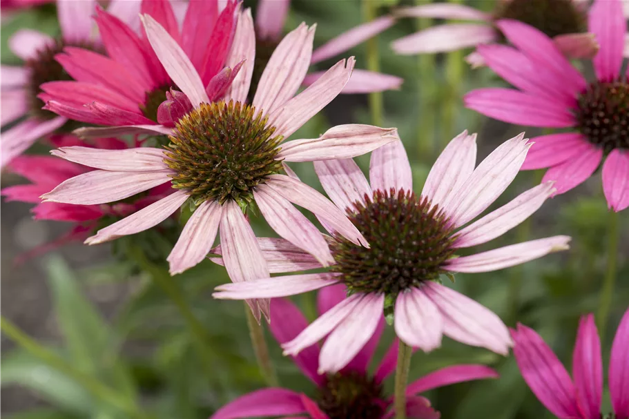Echinacea purpurea