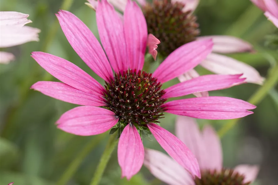 Echinacea purpurea