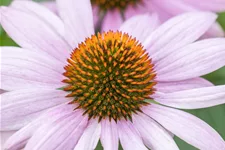Echinacea purpurea