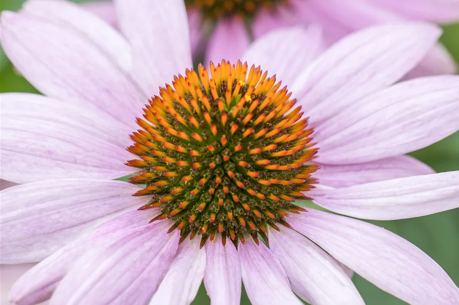 Echinacea purpurea
