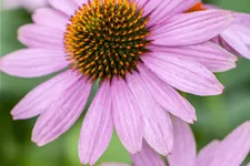 Echinacea purpurea