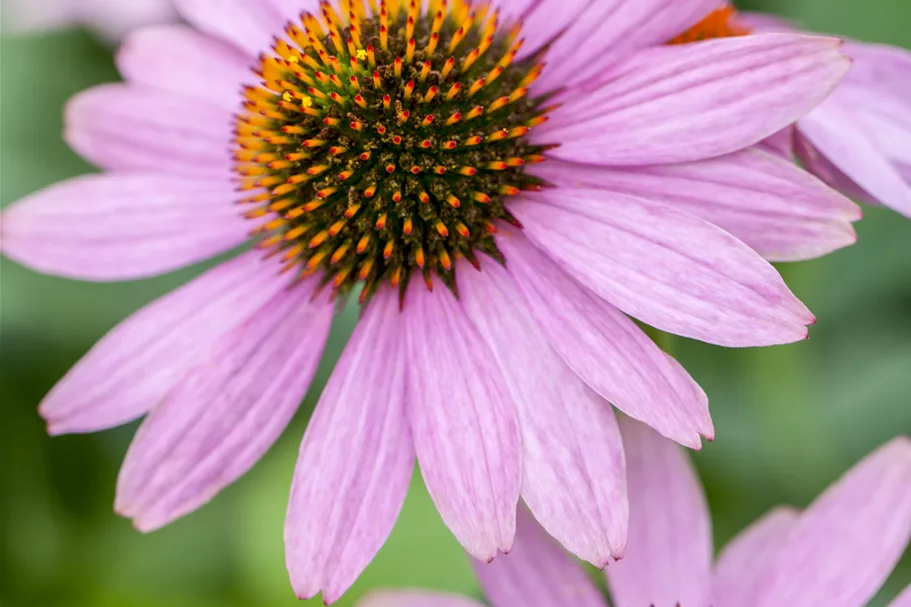 Echinacea purpurea